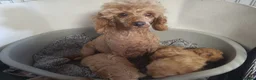 Maltipoo dogs for sale: Maltpoo puppies 5 🌟 licence breeder  - Advert 2