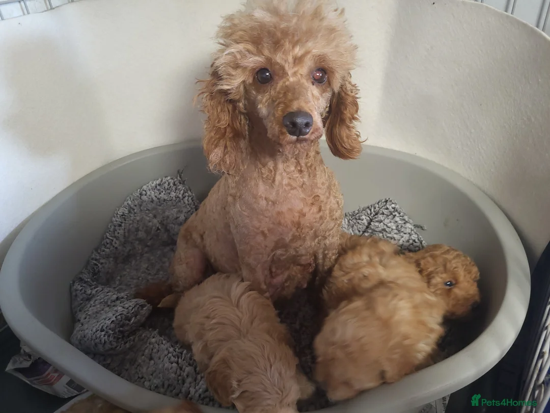 Maltipoo dogs for sale: Maltpoo puppies 5 🌟 licence breeder  - Advert 2