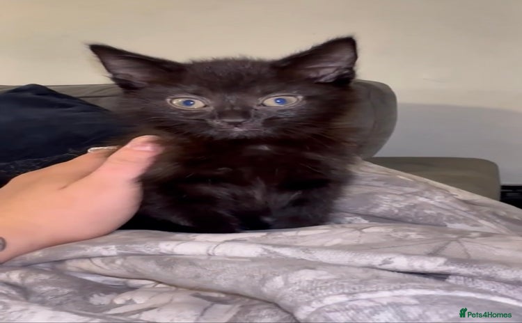 Mixed Breed cats - Advert 12