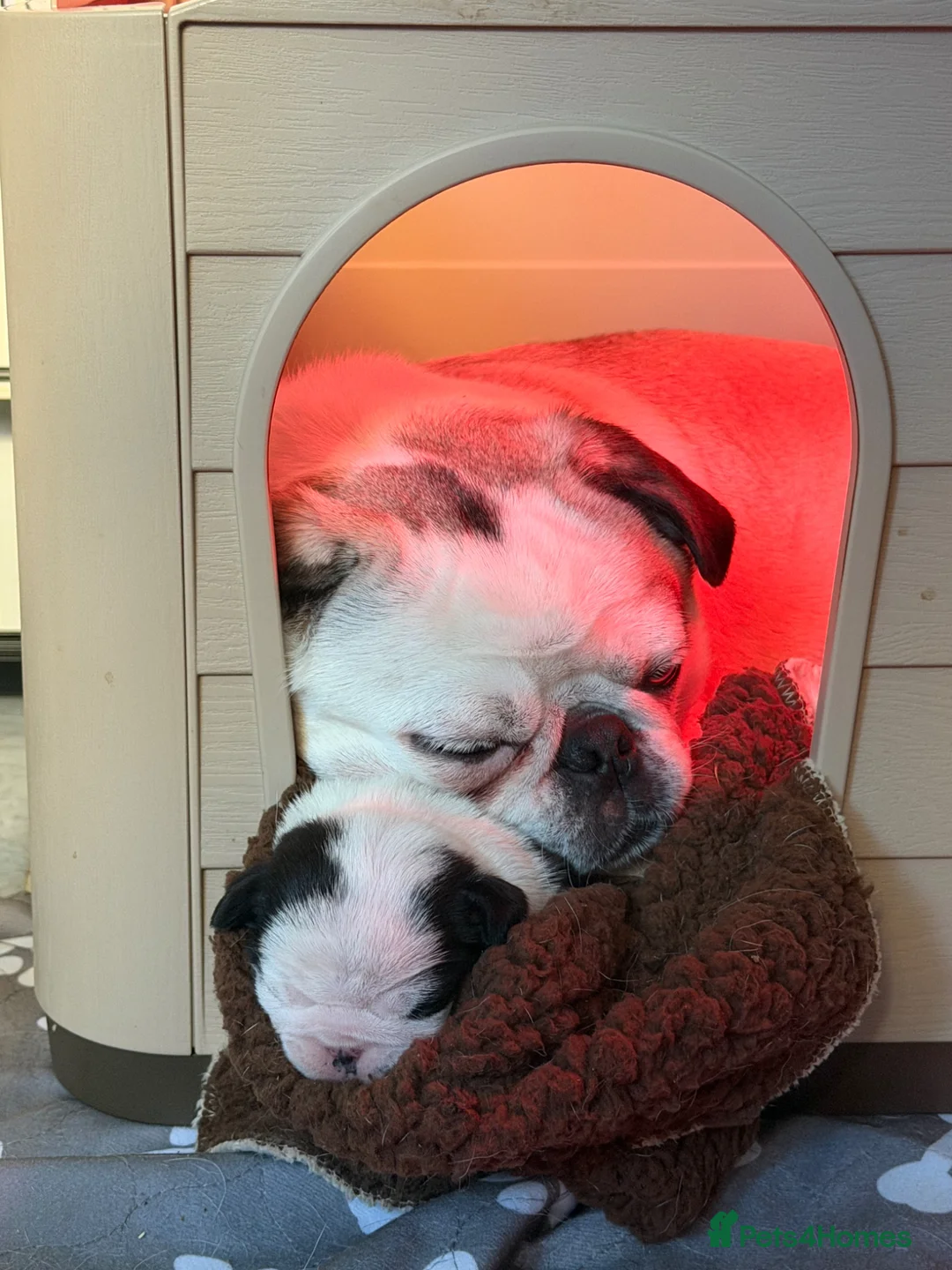 Pug dogs for sale: 2 boy pug puppies  - Advert 5