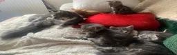 Mixed Breed cats for sale: For Sale Seven Georgeous Kittens - Advert 6