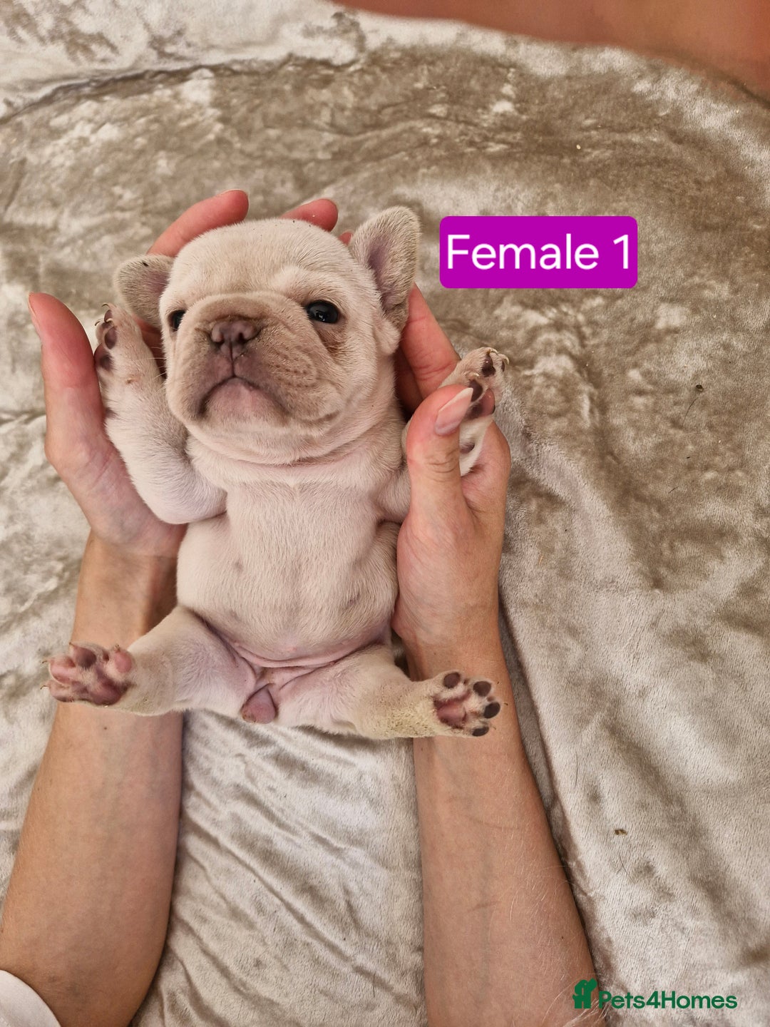 French Bulldog dogs for sale: French Bulldog Puppies  - Image 23