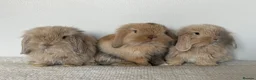 Angora rabbits for sale: Angora × Lion Lop Baby Bunny  - Advert 5