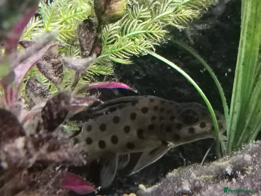 Catfish fish for sale: 2 large cat fish, aquarium and stand - Image 5