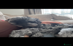 Cockapoo dogs for sale: Miniature Cockapoo - Advert 9