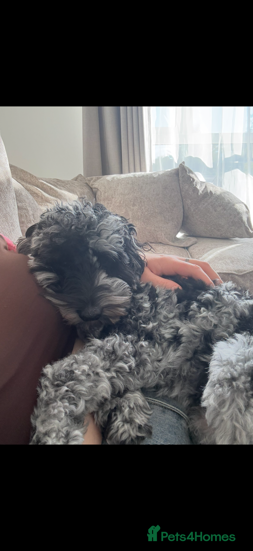 Cockapoo dogs for sale: Miniature Cockapoo - Advert 9