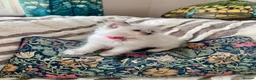 Ragdoll cats for sale: Gccf Anne Baker lines champion Ragdoll kittens  - Advert 31