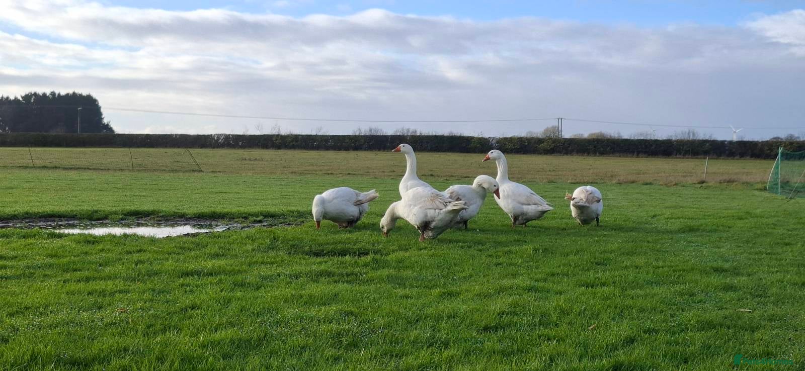 Geese poultry Large-strain Embden Geese-varying ages 2025 hatch - Advert 1