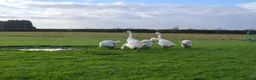 Geese poultry for sale: Large-strain Embden Geese-varying ages 2025 hatch - Advert 1