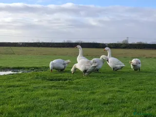 Geese poultry Large-strain Embden Geese-varying ages 2025 hatch - Advert 2