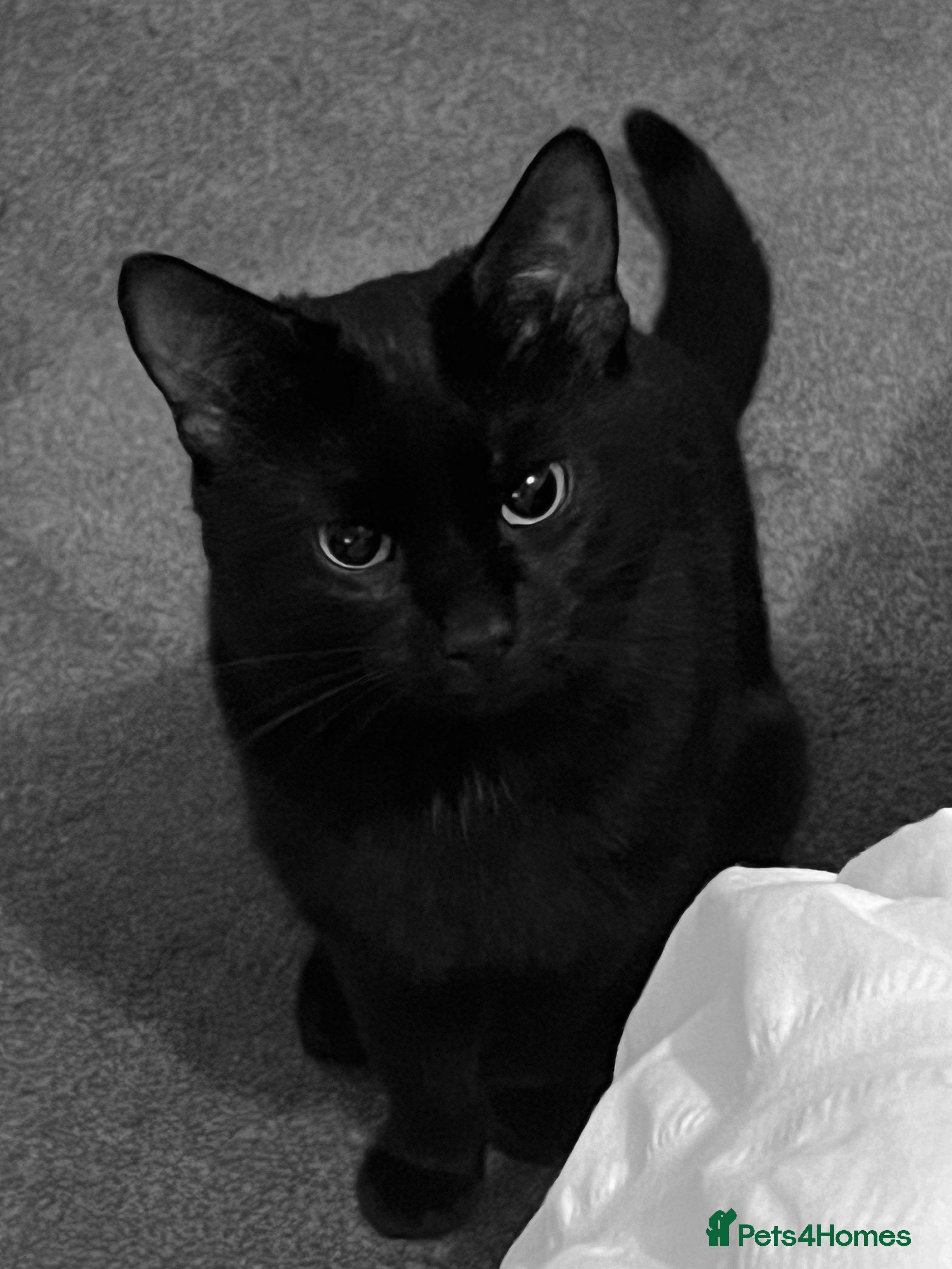 Bombay cats 2 x two-year-old bombay males - Advert 1