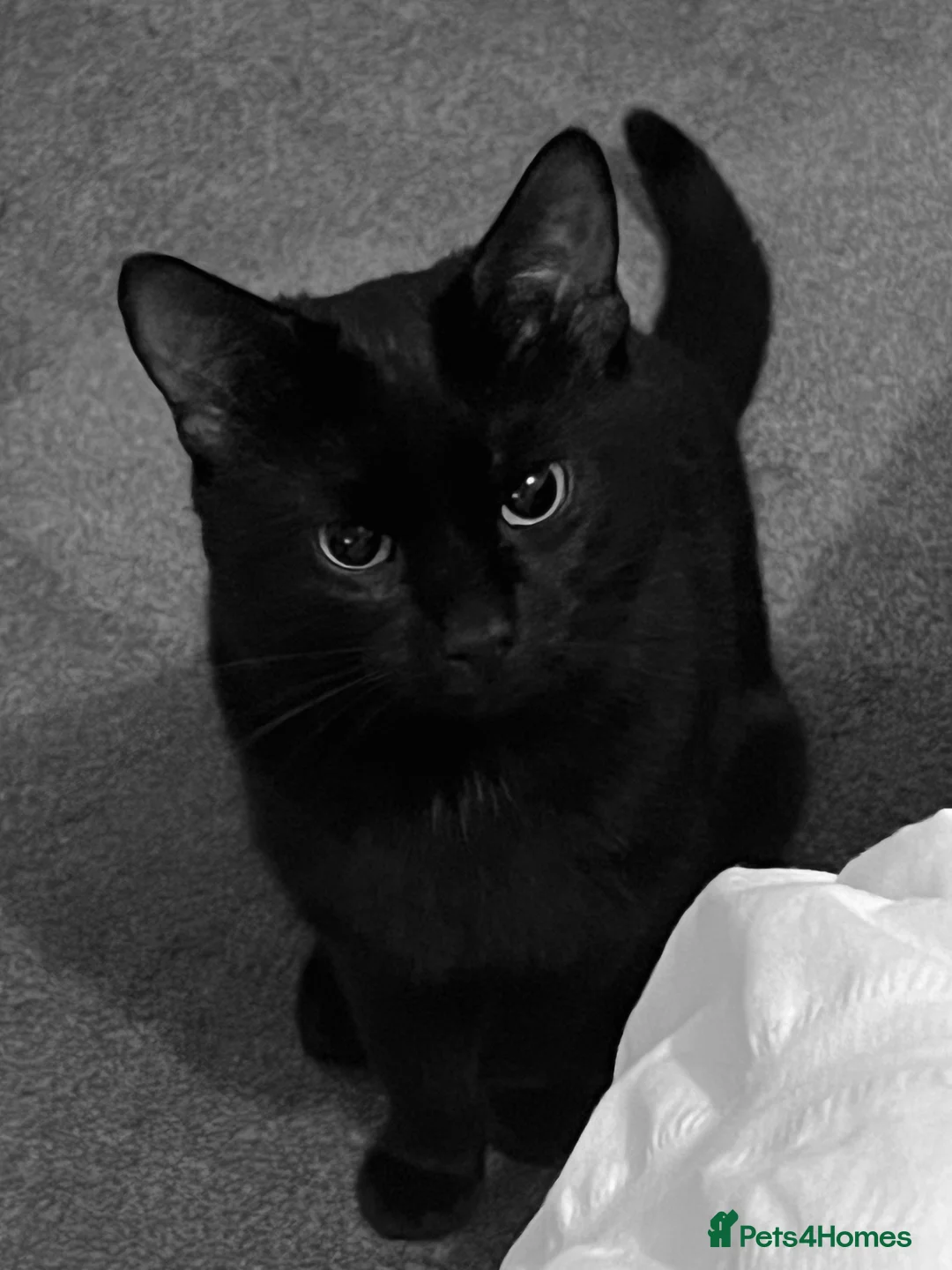 Bombay cats for sale: 2 x two-year-old bombay males - Advert 1