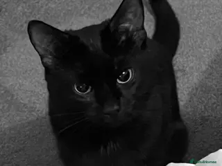 Bombay cats 2 x two-year-old bombay males - Advert 2