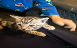 Bengal cats for sale: 3 beautiful silver SBT Bengal - TICA - Image 7
