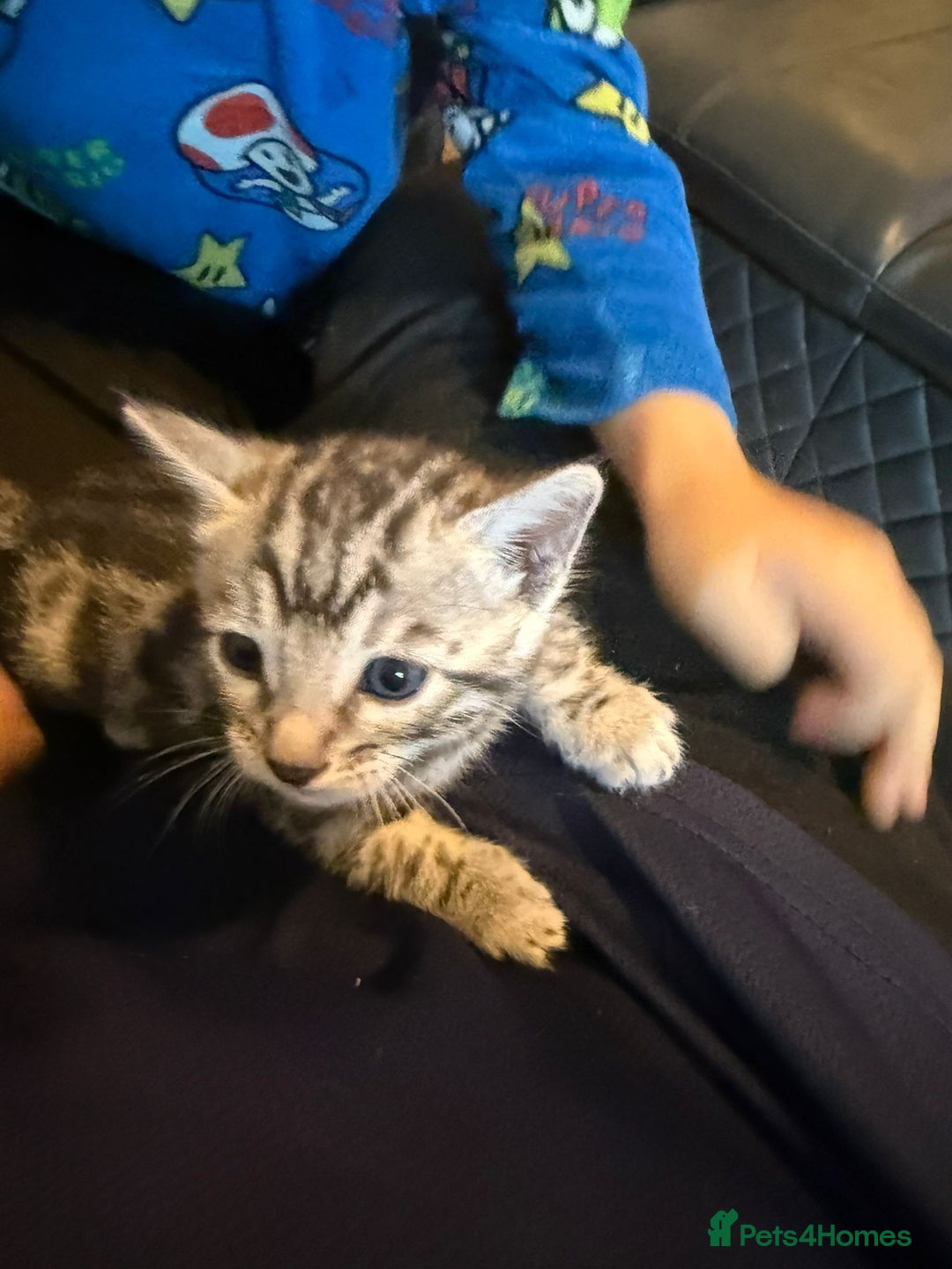 Bengal cats for sale: 3 beautiful silver SBT Bengal - TICA - Image 7