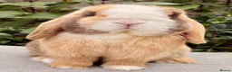 Mini Lop rabbits for sale: Mini Lop Baby 🌸 - Advert 7