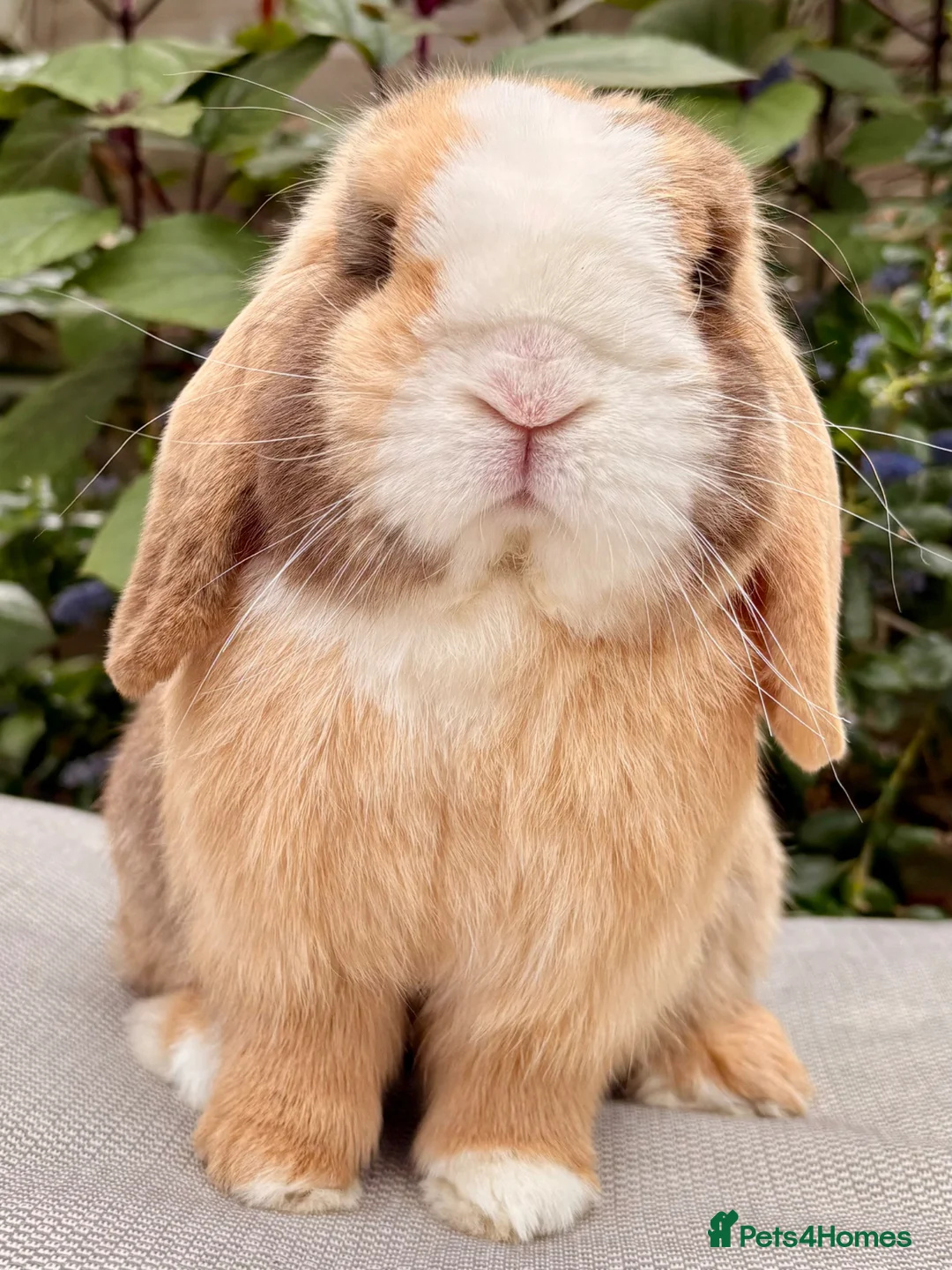 Mini Lop rabbits for sale: Mini Lop Baby 🌸 - Advert 7