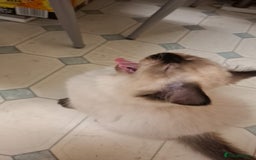 Ragdoll cats for sale: Ragdolls - Image 3