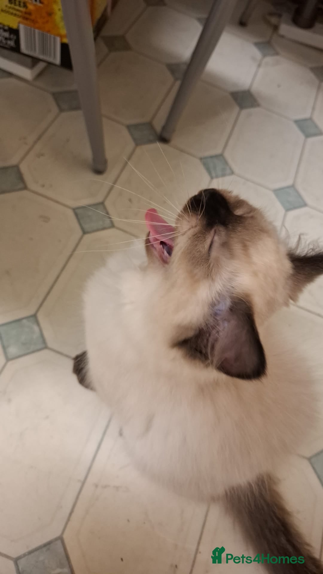 Ragdoll cats for sale: Ragdolls - Image 3