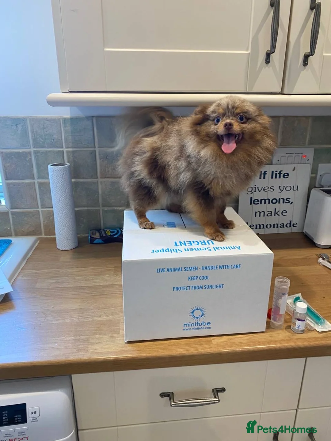 Pomeranian dogs for stud: STUD Chocolate and Tan Merle Blue Eyes Puppy Size in Guildford - Advert 7