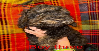 Toy Poodle dogs - Advert 6