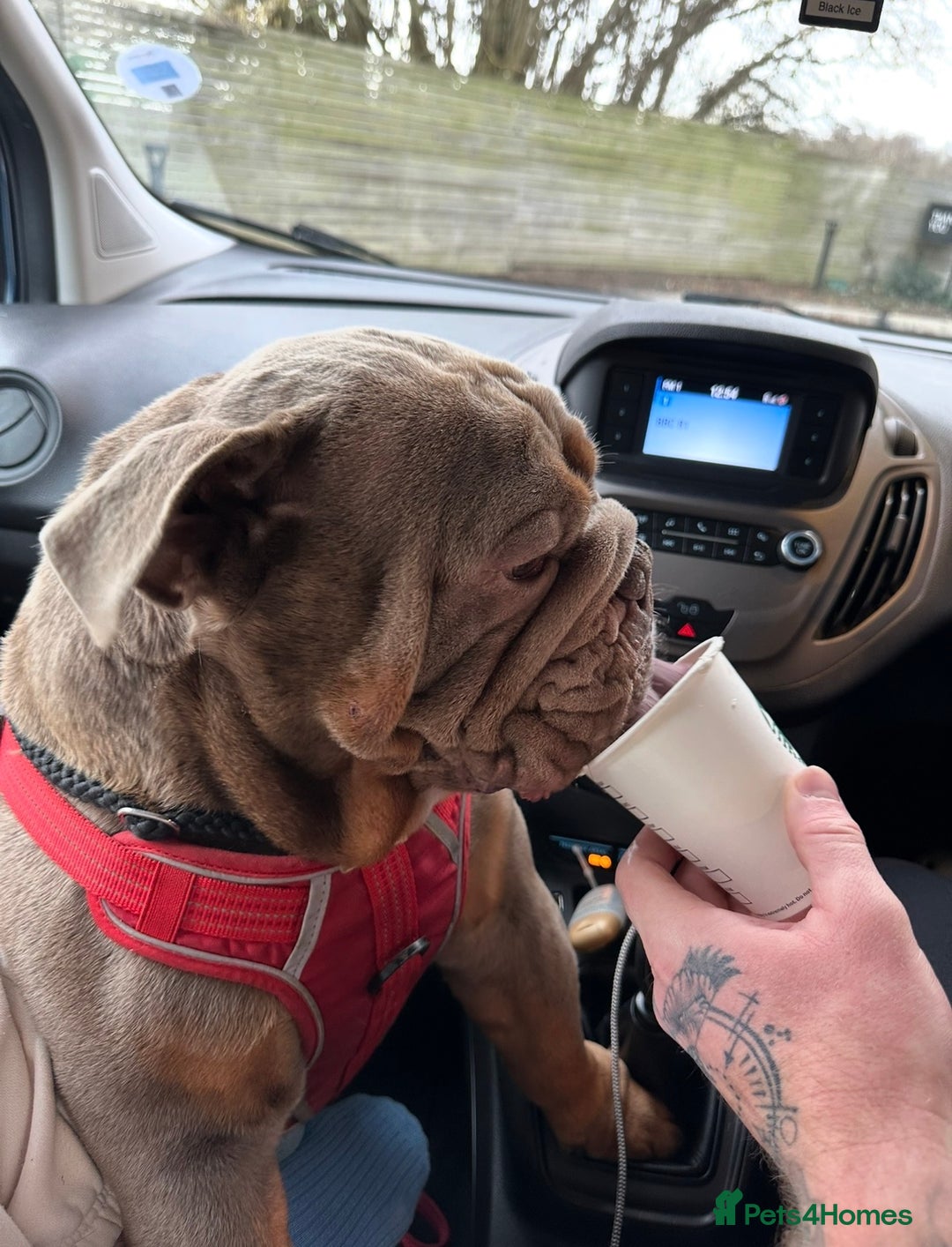 English Bulldog dogs for sale: Male English Bulldog - Advert 2