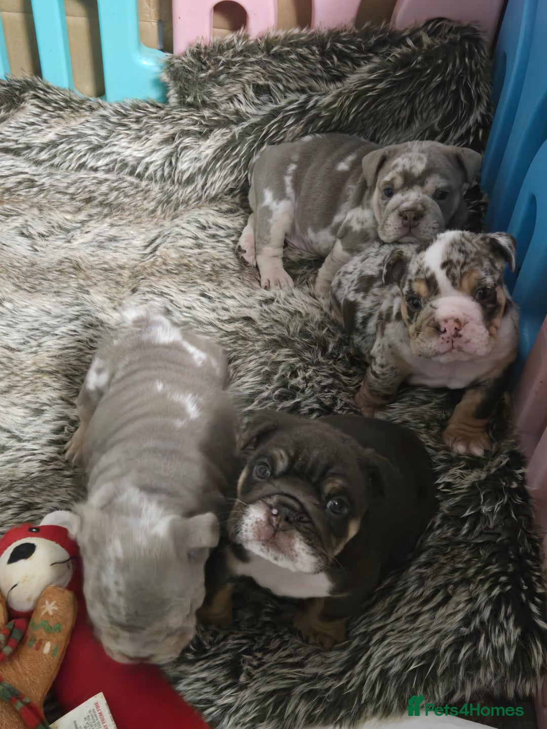 English Bulldog dogs for sale: Amazing English Bulldog Puppies - Image 11