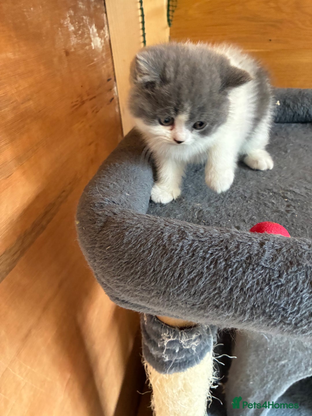 British Shorthair cats for sale: LAST 4 TICA CHAMPION BLOOD LINES BSH KITTENS - Image 6