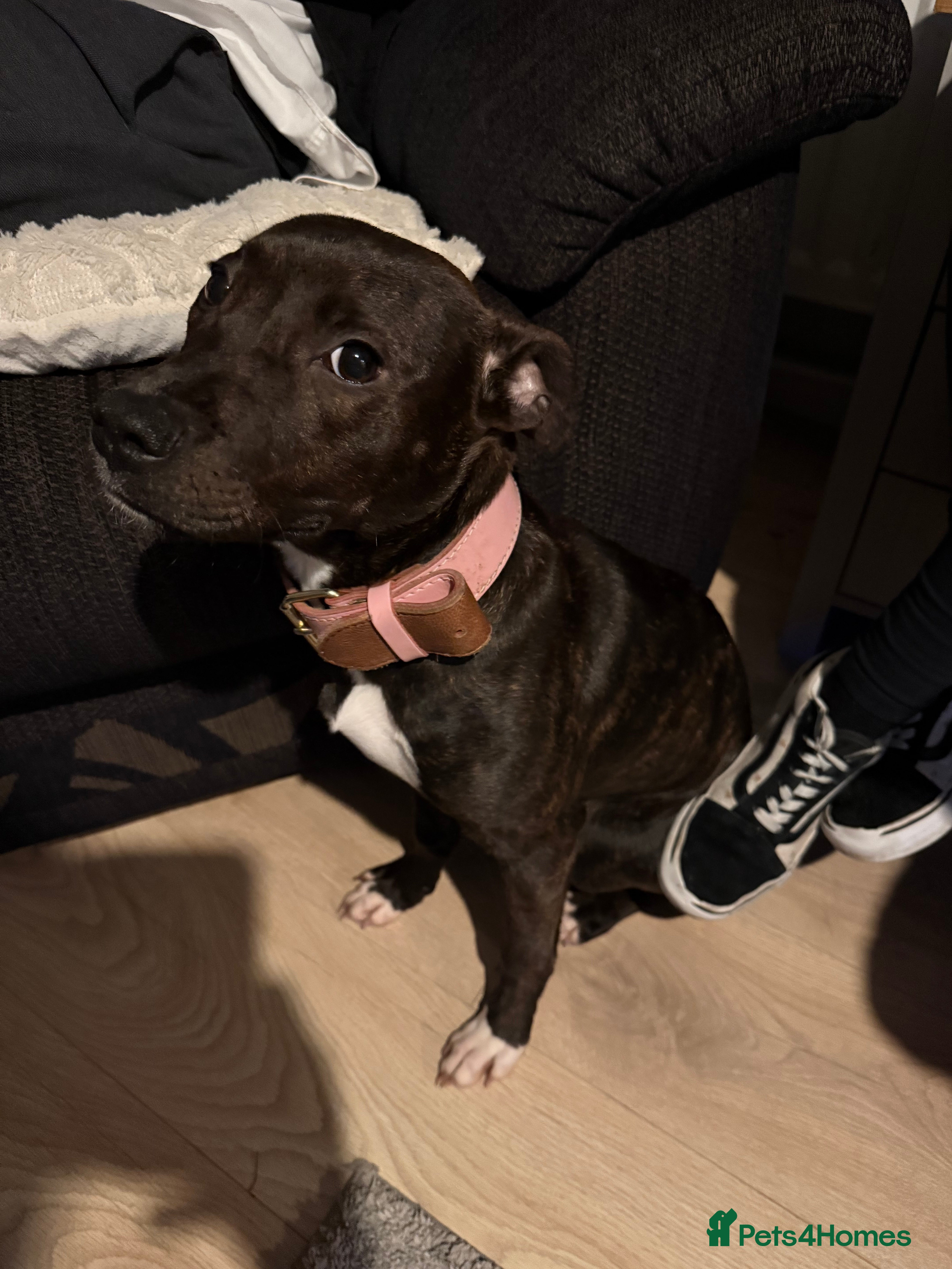 Staffordshire Bull Terrier dogs Little lady Nova - Advert 1