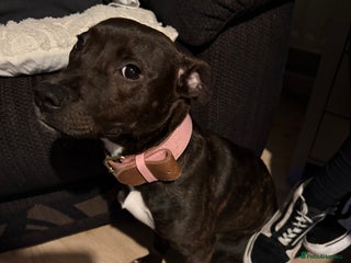 Staffordshire Bull Terrier dogs Little lady Nova - Advert 8