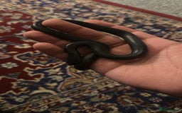 King Snake reptiles for sale: MBK Snake (Male) - Image 5