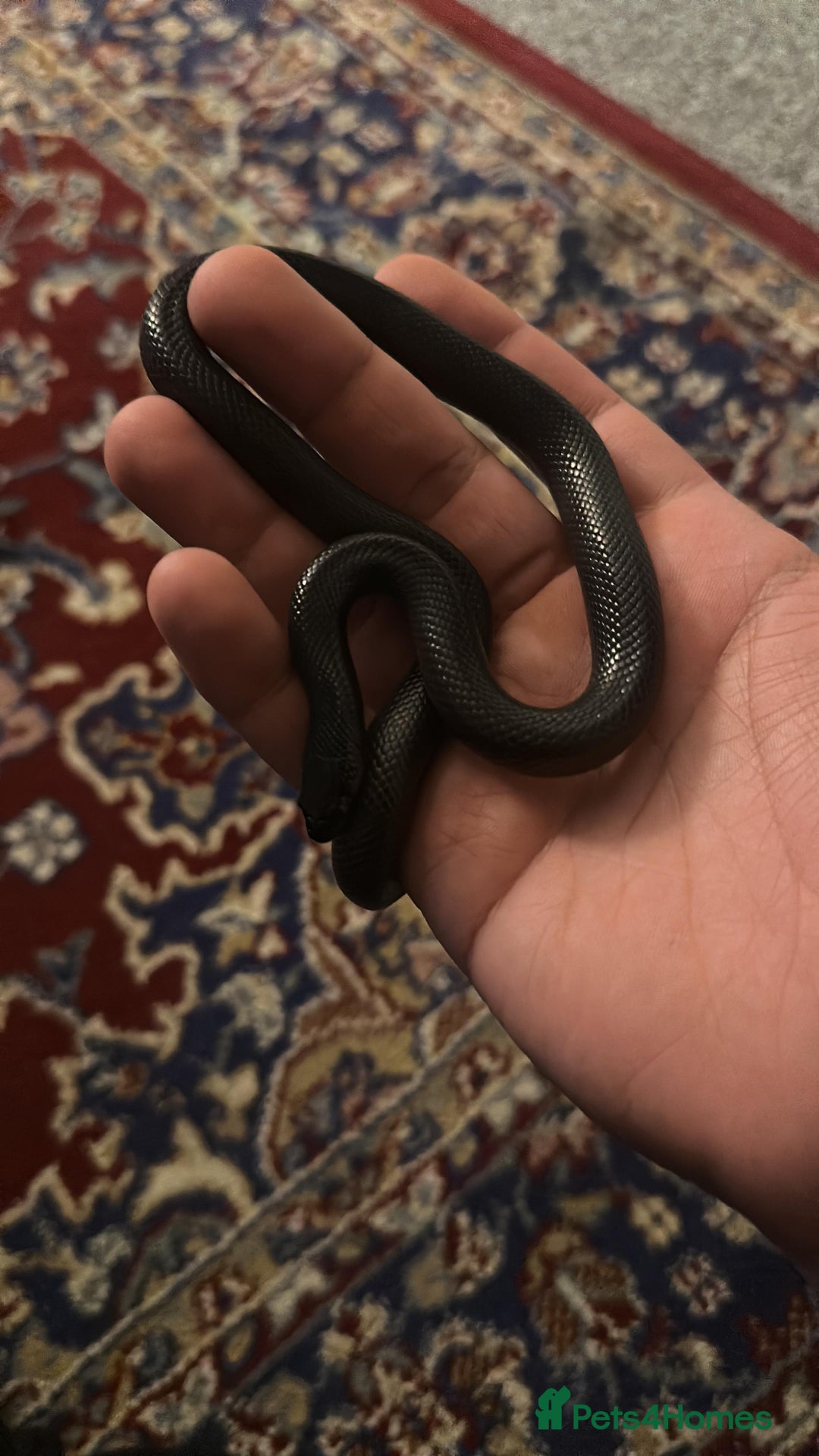 King Snake reptiles for sale: MBK Snake (Male) - Image 5