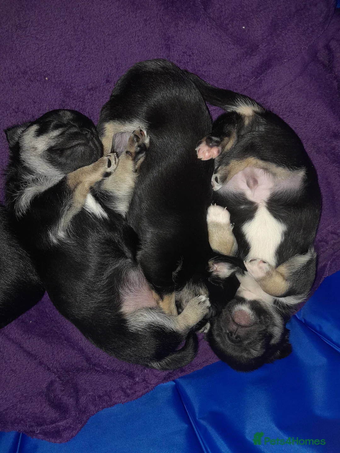 Chihuahua dogs for sale: Chihuahua pups in Doncaster - Advert 7