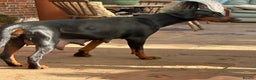 Dobermann dogs for sale: Working doberman - Advert 9
