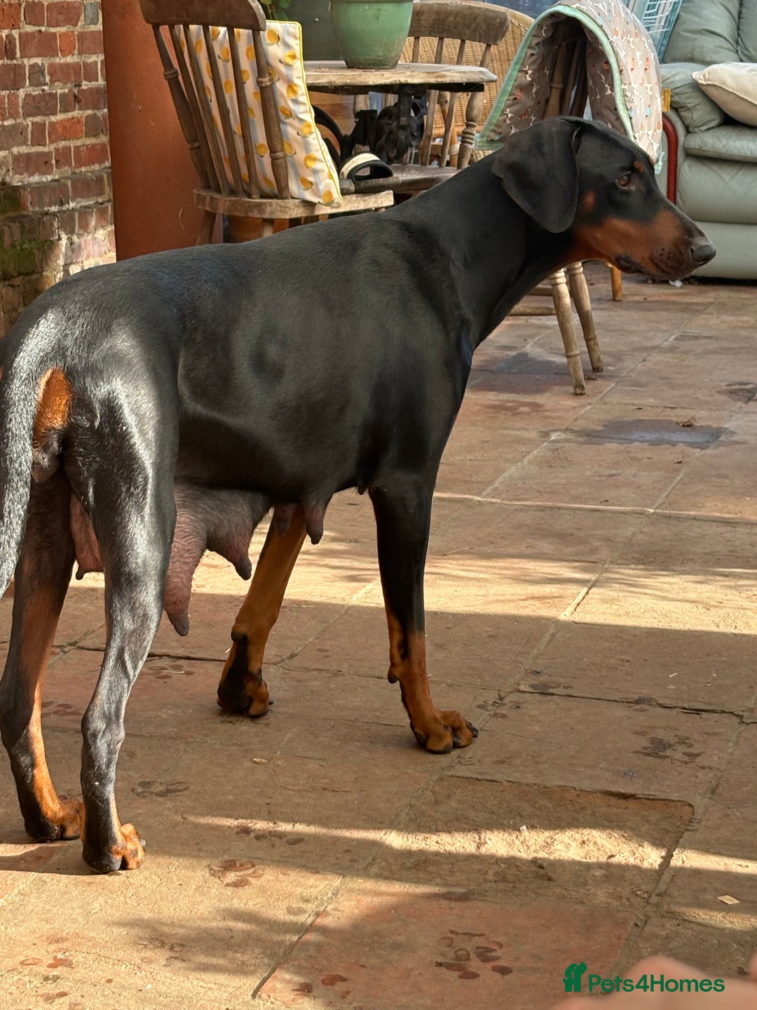 Dobermann dogs for sale: Working doberman - Advert 9