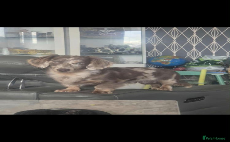 Miniature Dachshund dogs - Advert 4