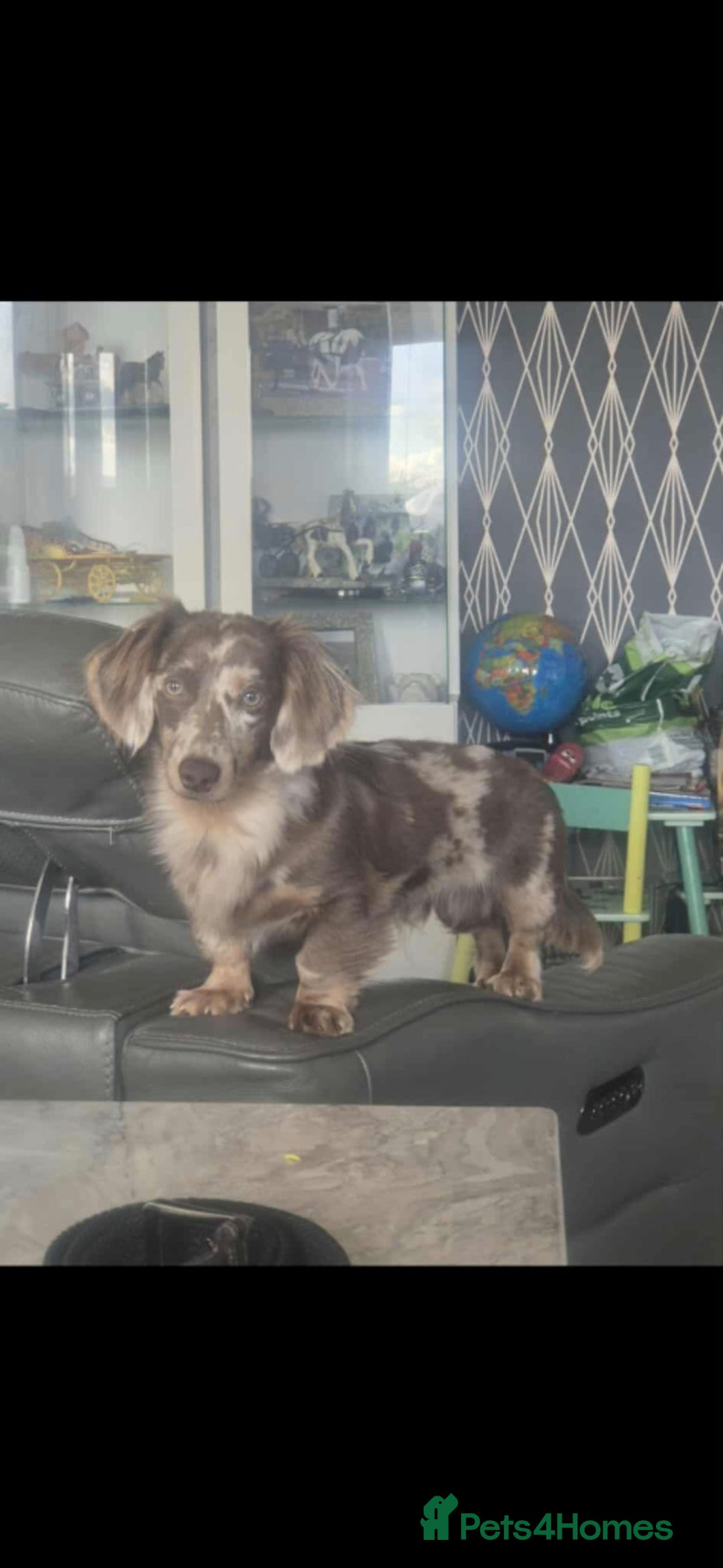 Miniature Dachshund dogs for stud: MIniture Dachshund Stud - Image 1