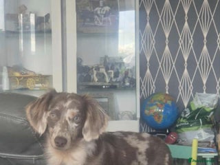 Miniature Dachshund dogs - Advert 42