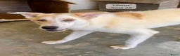 Mixed Breed dogs for adoption: China. 6 months approx. Available for adoption. in Brixham - Advert 2