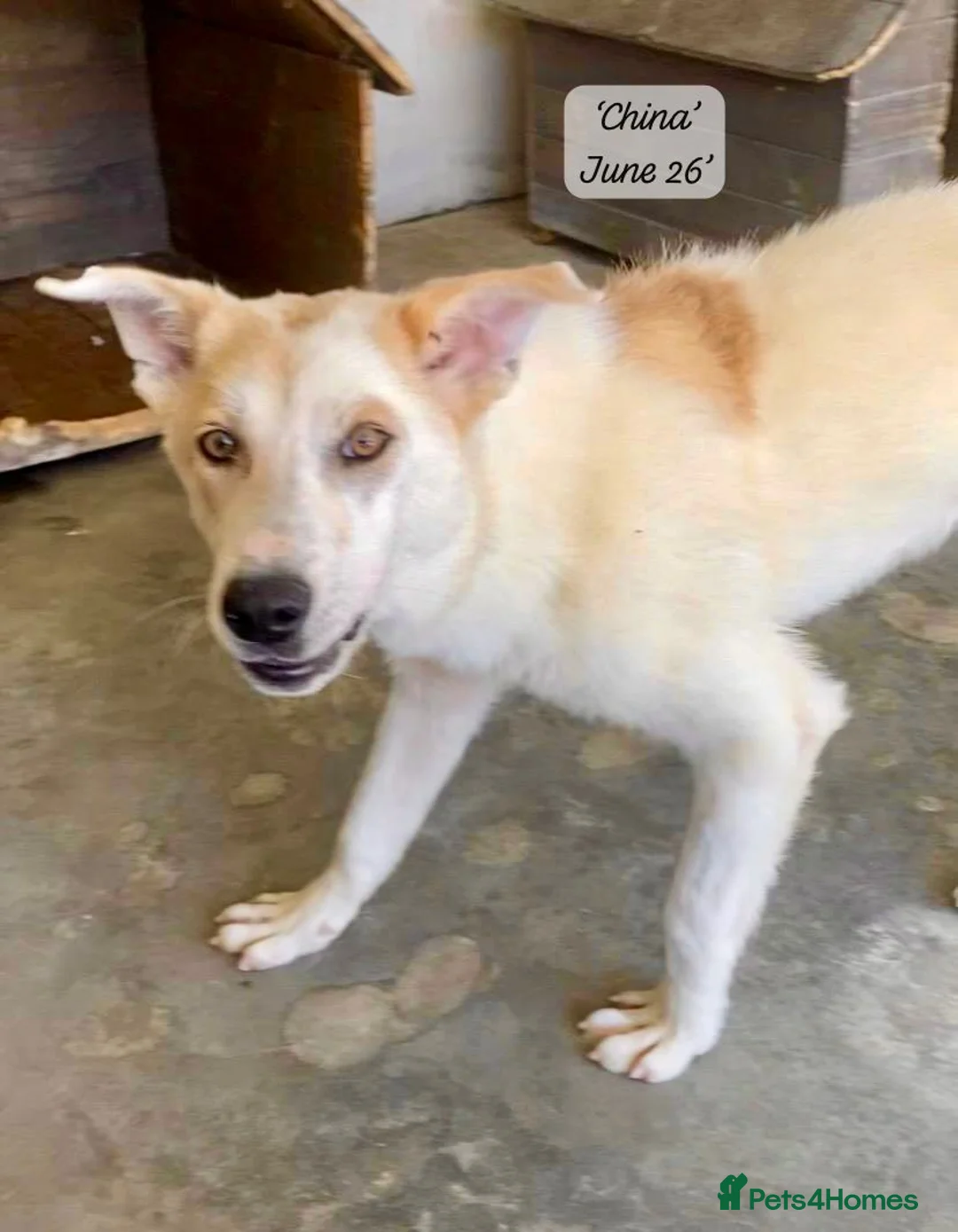 Mixed Breed dogs for adoption: China. 6 months approx. Available for adoption. in Brixham - Advert 2
