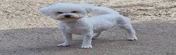 Bichon Frise dogs for stud: 💥STUNNING PROVEN CHAMP SIRED KC BICHON FOR STUD💥 - Advert 2