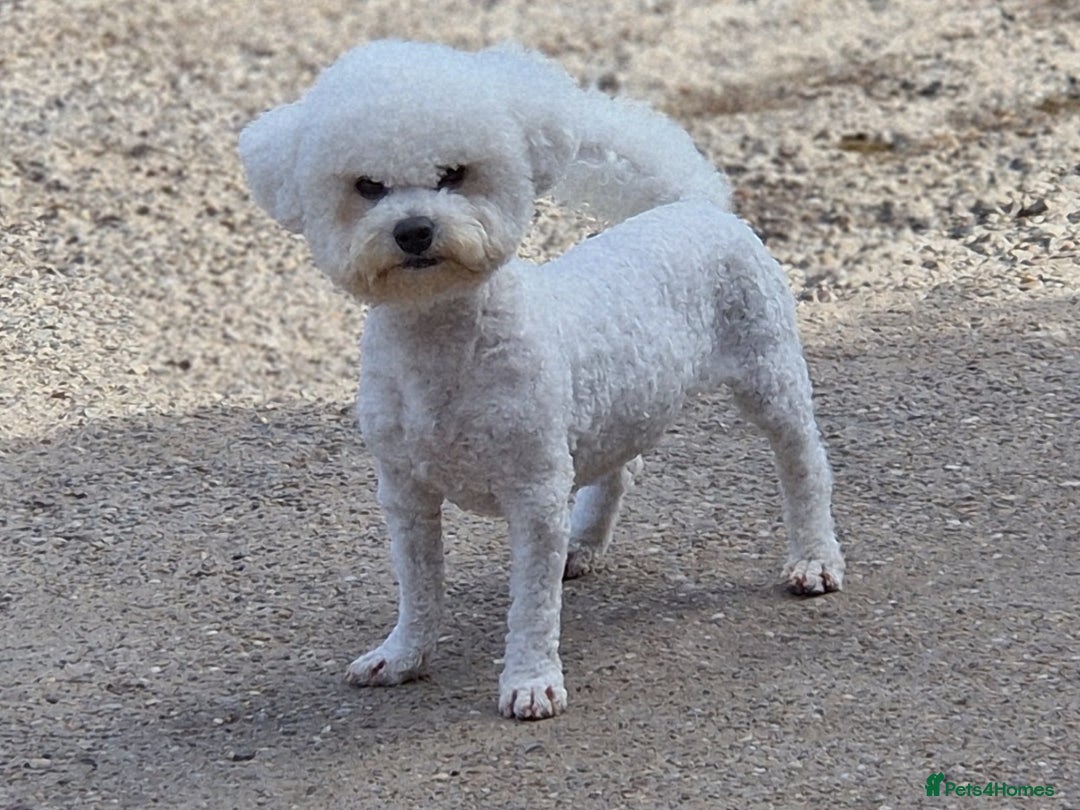 Bichon Frise dogs for stud: 💥STUNNING PROVEN CHAMP SIRED KC BICHON FOR STUD💥 - Advert 2