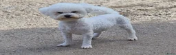 Bichon Frise dogs for stud: 💥STUNNING PROVEN CHAMP SIRED KC BICHON FOR STUD💥 - Advert 2
