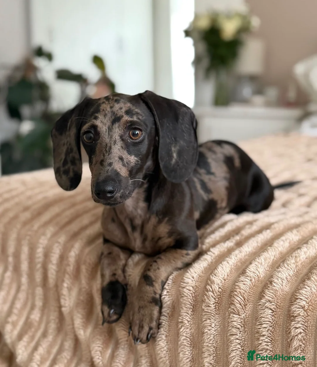 Miniature Dachshund dogs for stud: 💙 STUNNING SOLID BLACK MINIATURE STUD BOY💙 in Leicester - Advert 6
