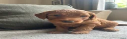 Mini Goldendoodle dogs for sale: F1 Mini Goldendoodle Puppies- ONE REMAINING   - Advert 20
