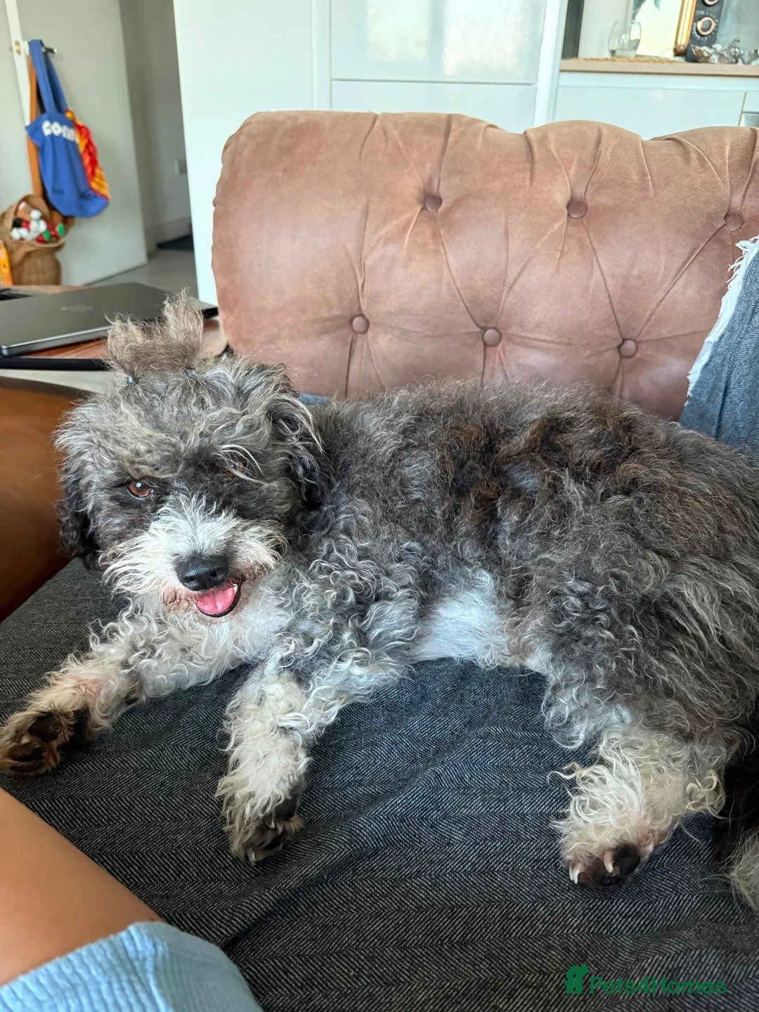 Poodle dogs for adoption: Poodle terrier mix Chips is ready for forever home in Bournemouth - Advert 2