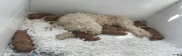 Mini Goldendoodle dogs for sale: Goldendoodle puppies  - Advert 20
