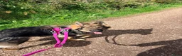 German Shepherd dogs for sale: German shepherd bitch  - Advert 2