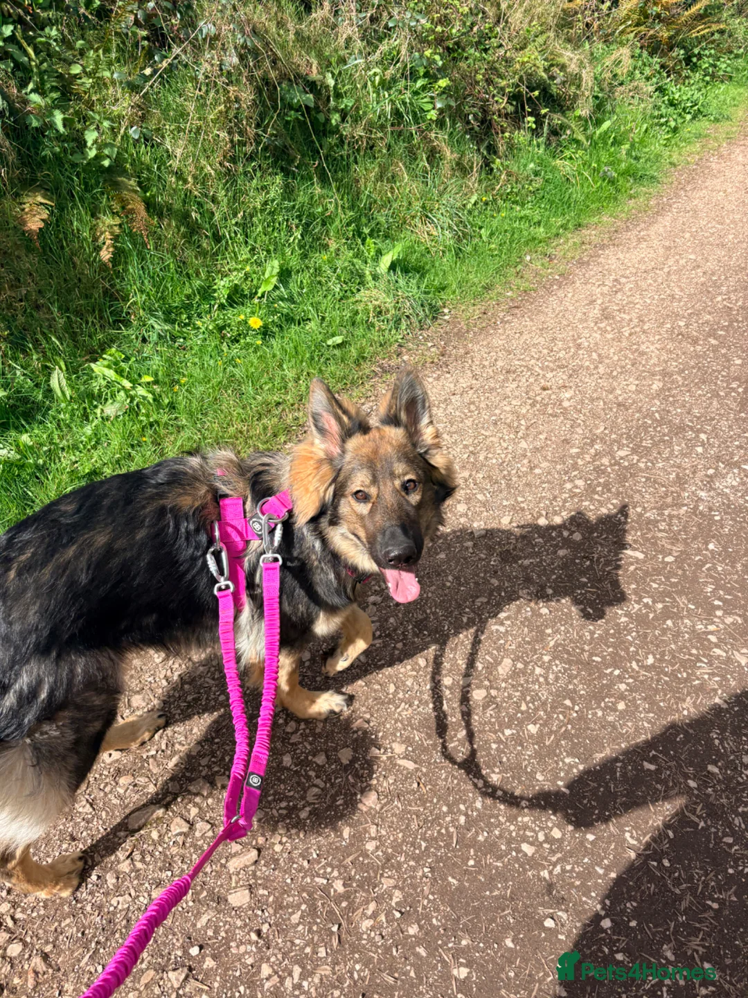 German Shepherd dogs for sale: German shepherd bitch  - Advert 2
