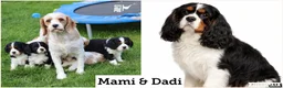 Cavachon dogs for sale: Beautiful Cavachon puppies for sale - Advert 2